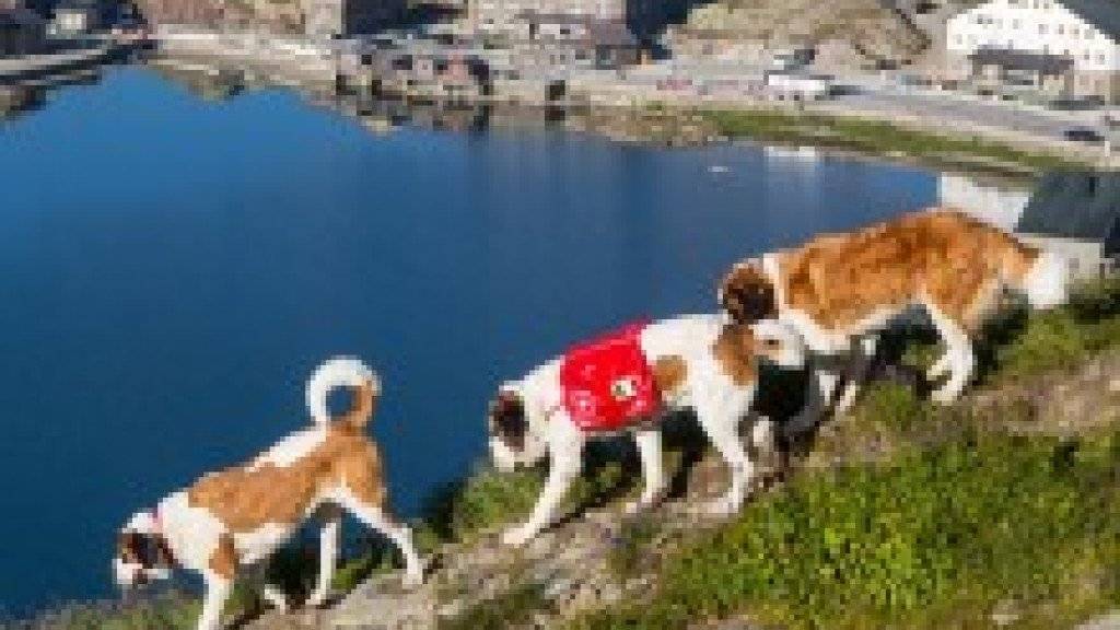 Der Alpabzug der Bernhardiner-Hunde ist eine Touristen-Attraktion geworden (Bild: Fondation Barry)