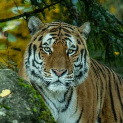 Tiger und Löwen müssen in den Osten zügeln – Tierfreunde sind besorgt