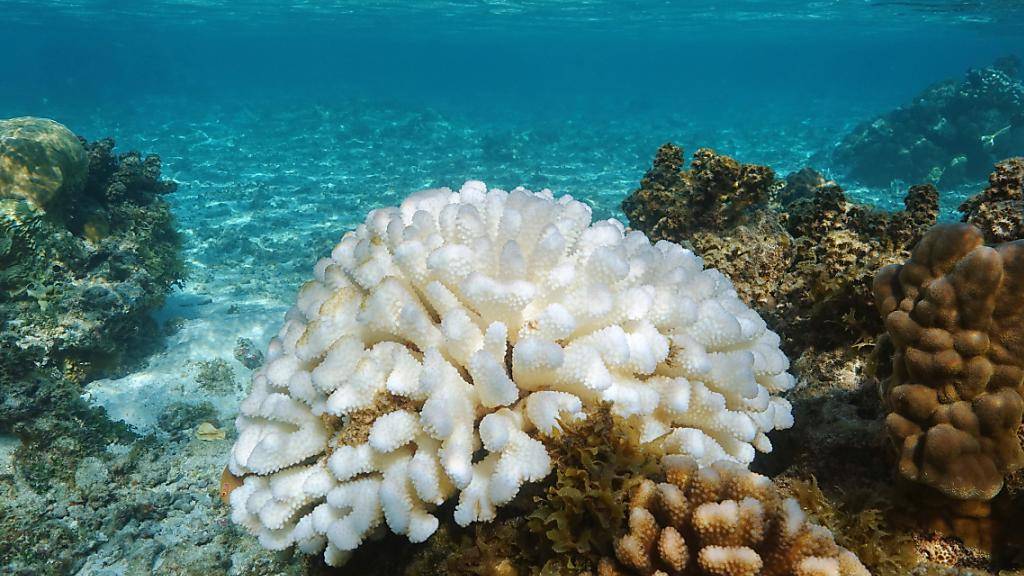 Eine an Korallenbleiche erkrankte Koralle. Ein EPFL-Doktorand hat nun untersucht, wie Korallen genetisch fit werden, um sich an die Klimaerwärmung anzupassen, statt zu erkranken. Die Ergebnisse könnten bei der «Therapie» geschädigter Riffe helfen.