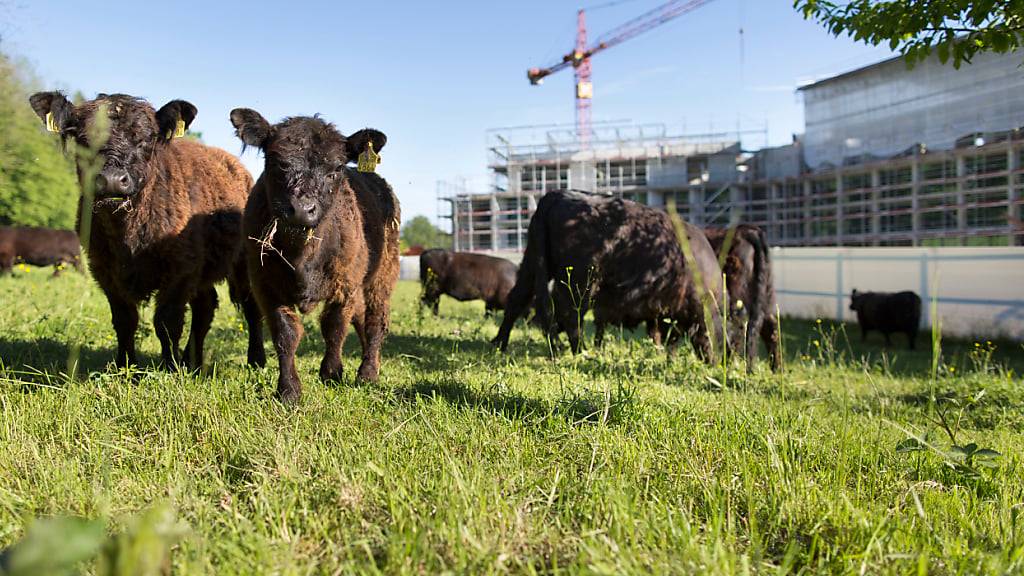 Die anhaltend hohe Einwanderung lässt die Nachfrage nach Wohungen in der Agglomeration steigen. (Archivbild)