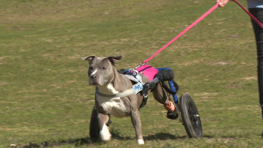 Auffangstation fuer handicapierte Hunde 
