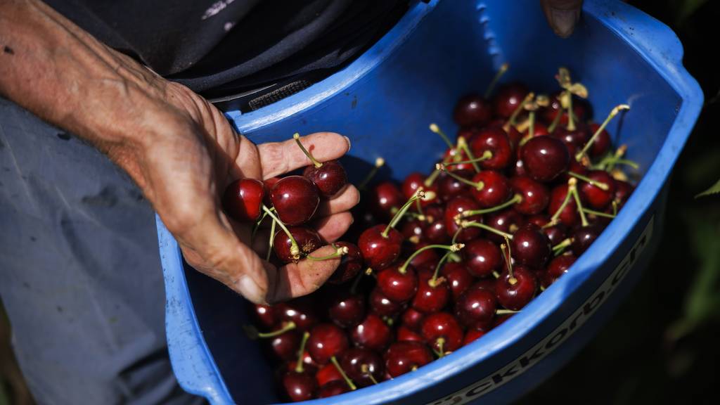 Schädling macht Kirschen kaputt 