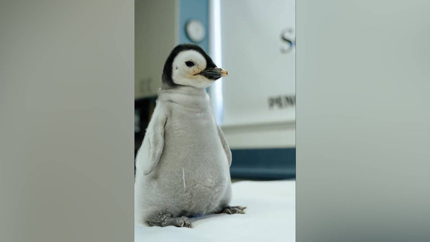 Pinguin Schlüsselanhänger Kaiserpinguin Königspinguin Pinguinfamilie Eltern  Baby 