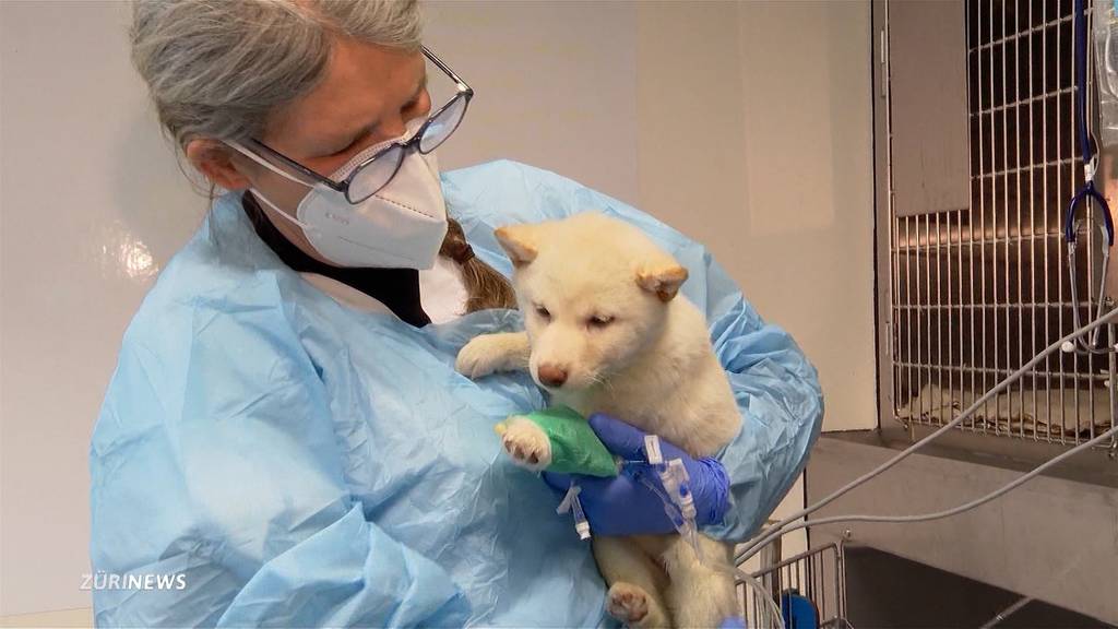 Tierspital wegen Importhunden am Anschlag