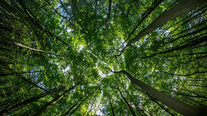 Mehr CO2 ist für das Baumwachstum nicht mehr förderlich