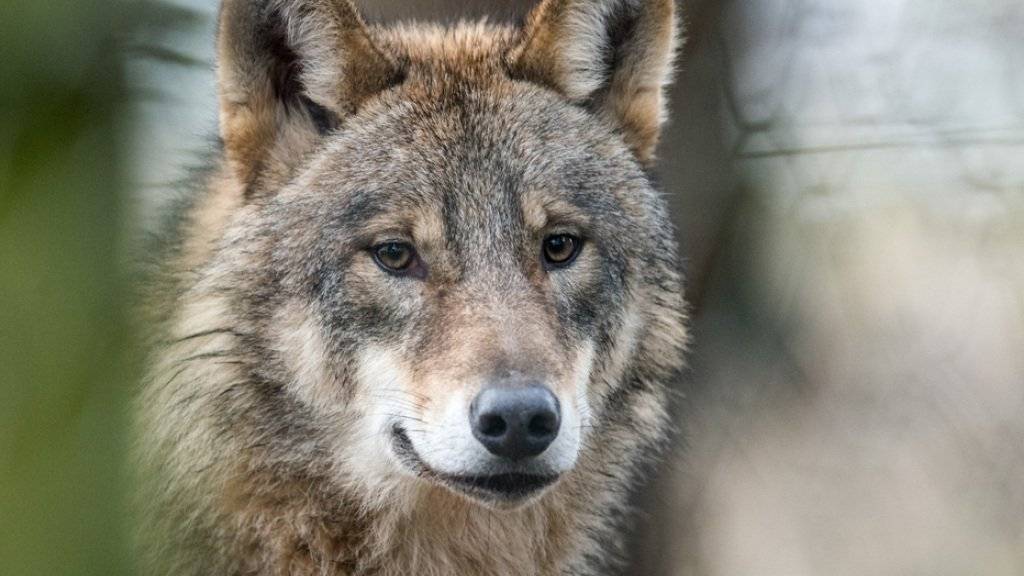 Der als «Problemwolf» bekannt gewordene Wolfsrüde M75 hat in verschiedenen Kantonen mehrere Schafe getötet. (Archivbild)