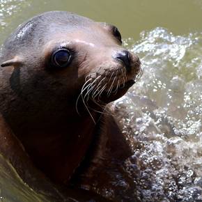 Was steckt hinter der Seelöwen-Fütterung?