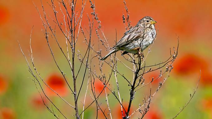 Bedrohte Natur in Witzwil: Umweltverbände sorgen sich um Biodiversität