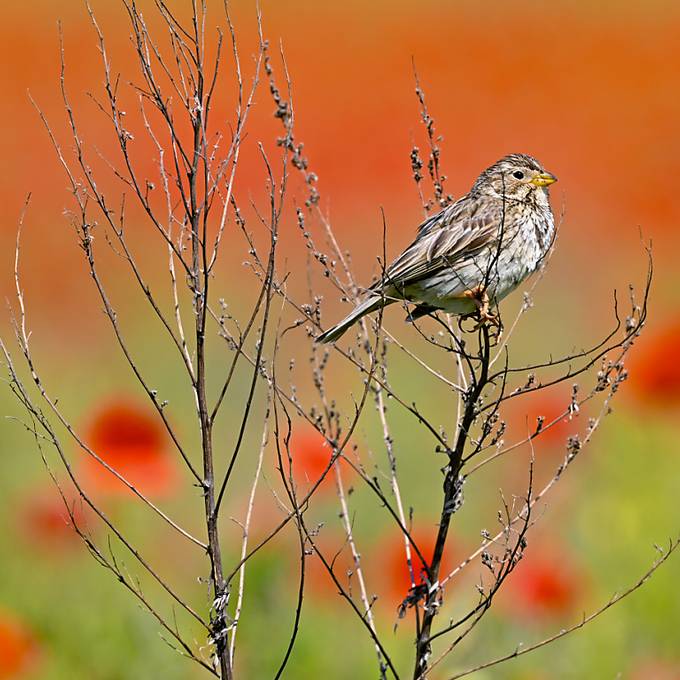 Bedrohte Natur in Witzwil: Umweltverbände sorgen sich um Biodiversität