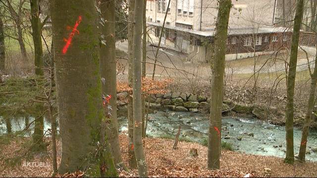 Baumfrevler markiert 40 Bäume in Dietikon