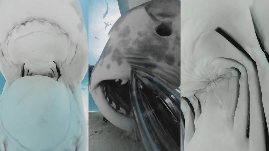Spektakuläre Videoaufnahmen: So sieht es im Innern eines Haifisch-Mauls aus