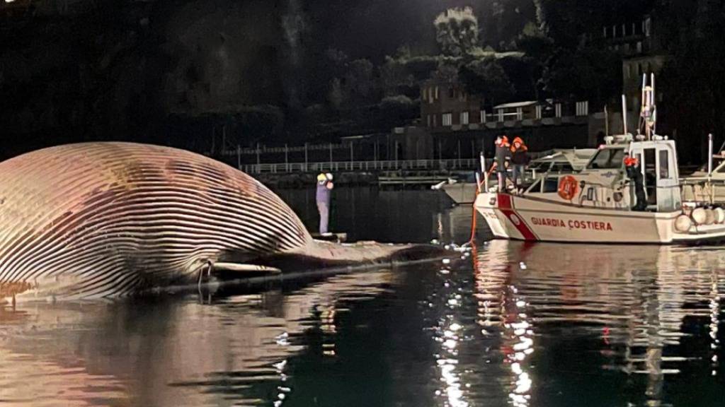 HANDOUT - Ein Boot der Küstenwache treibt neben dem Kadaver eines Riesenwals im Hafenbecken von Neapel. Foto: Küstenwache/dpa - ACHTUNG: Nur zur redaktionellen Verwendung im Zusammenhang mit der aktuellen Berichterstattung und nur mit vollständiger Nennung des vorstehenden Credits