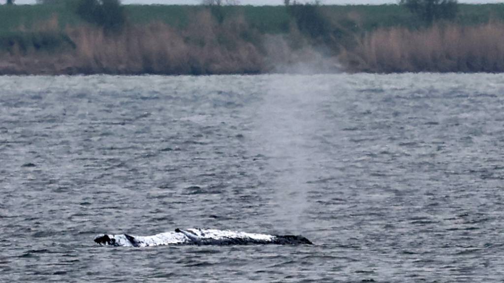 Der gestrandete Wal vor der Ostseeinsel Poel stößt eine Luft-Wasser-Fontäne aus. Foto: Bernd Wüstneck/dpa