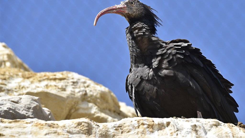 Einer der am meisten gefährdeten Vögel der Welt: Waldrapp in der Voliere des Tierparks Garenne in Le Vaud VD.