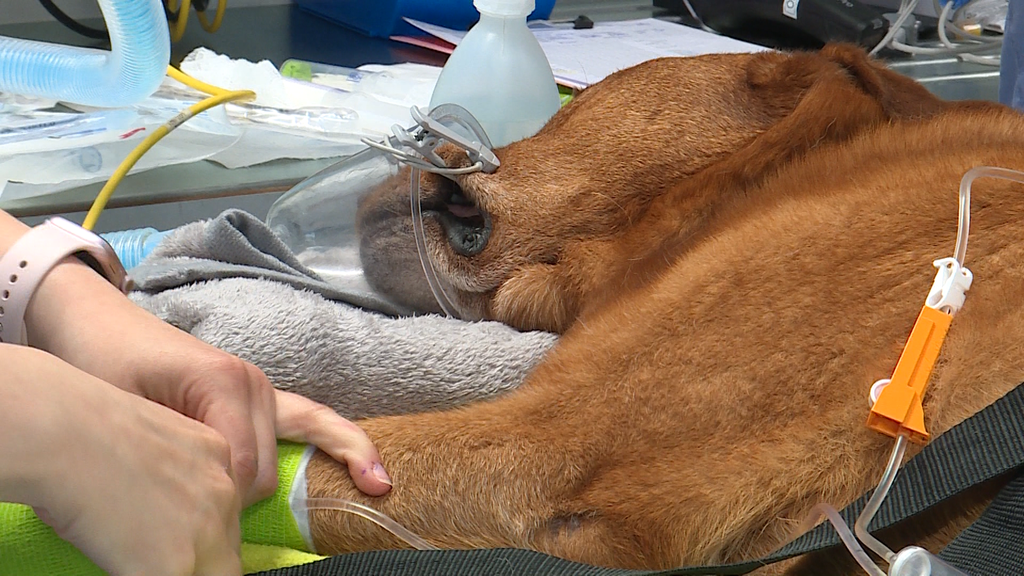 Hilfe fuer inkontinenten Hund 