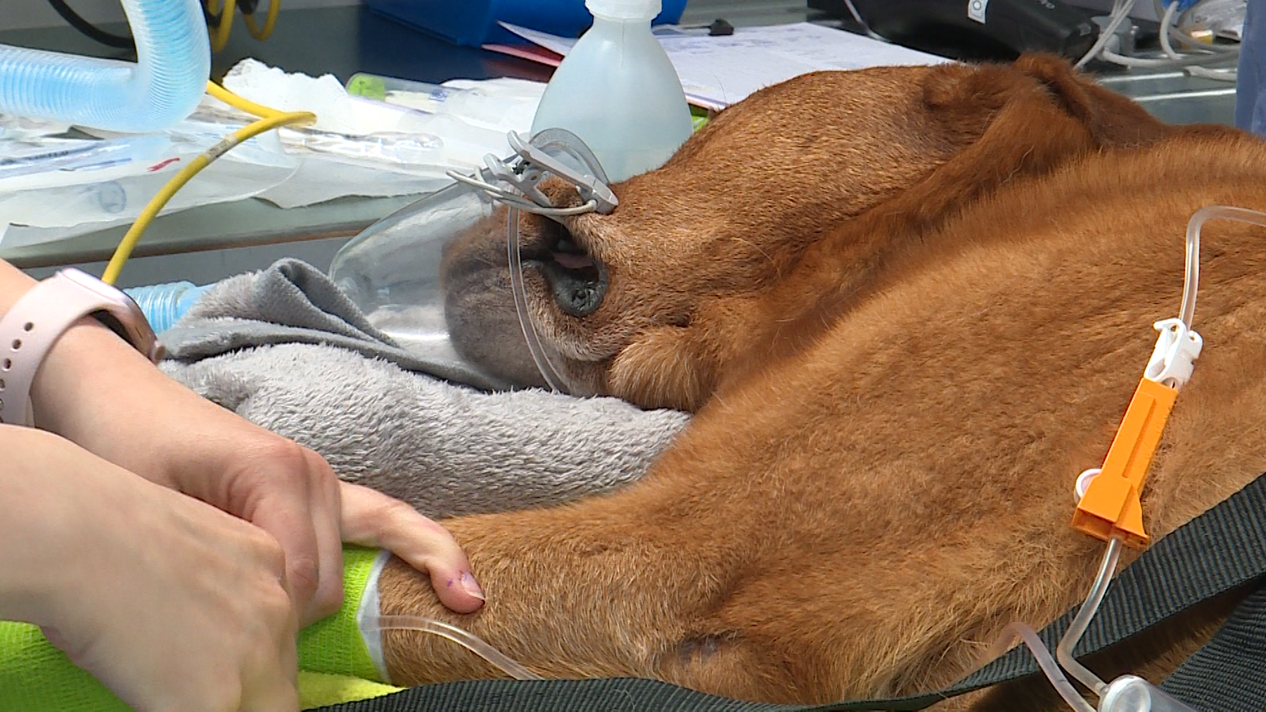 Hilfe fuer inkontinenten Hund 