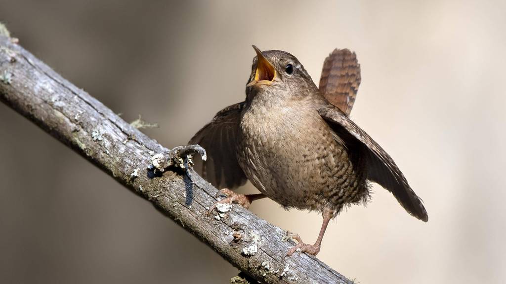 Amsel, Drossel, Fink oder Star: Erkennst du die Vögel an ihrem Gesang?