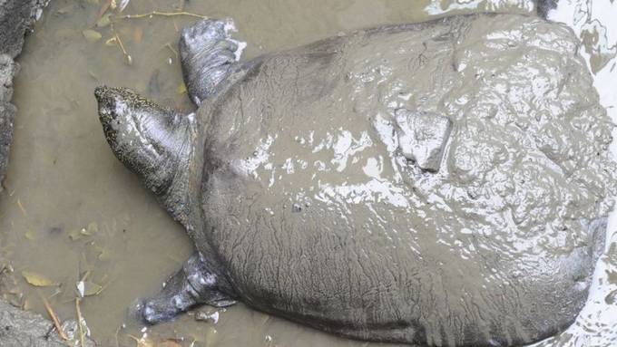 Seltene Schildkröte nach Besamung tot