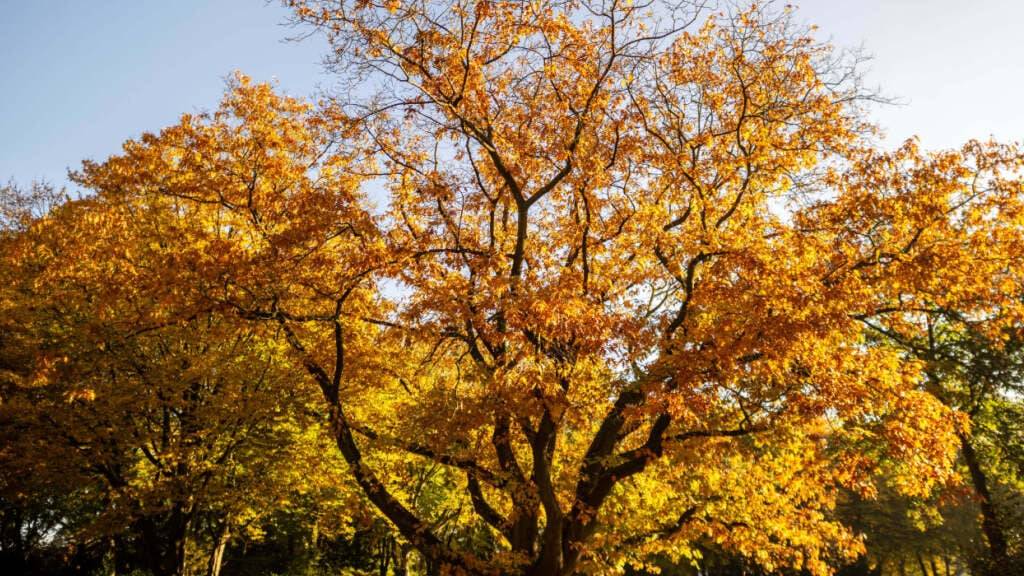 Jetzt beginnt der Herbst auch aus astronomischer Sicht. (Symbolbild)
