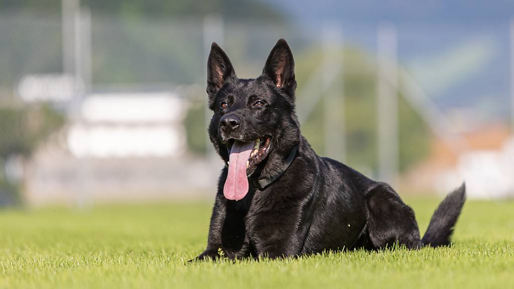 Polizeidiensthund Dodge konnte den mutmasslichen Einbrecher in Alberswil LU aufspüren.