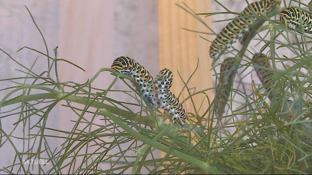 Schmetterlingszucht in Rupperswil: Auf Maya Wiedmers Balkon überwinterten 500 Raupen