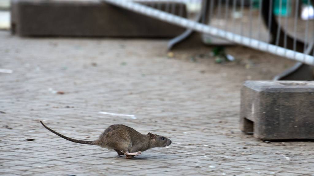 Stadt St.Gallen bekommt Rattenplage nicht in den Griff