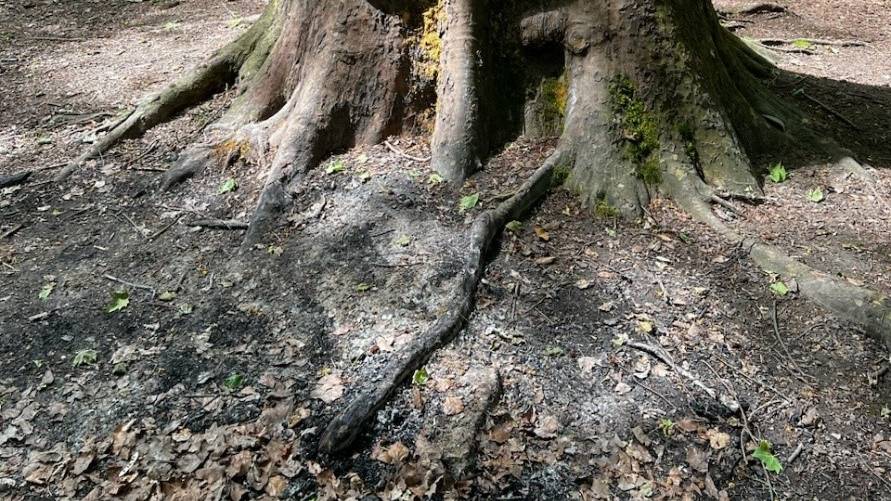 Nach Brandschaden durch Unbekannte – 120-jähriger Baum muss gefällt werden