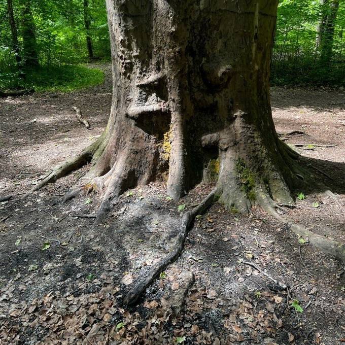 Nach Brandschaden durch Unbekannte – 120-jähriger Baum muss gefällt werden