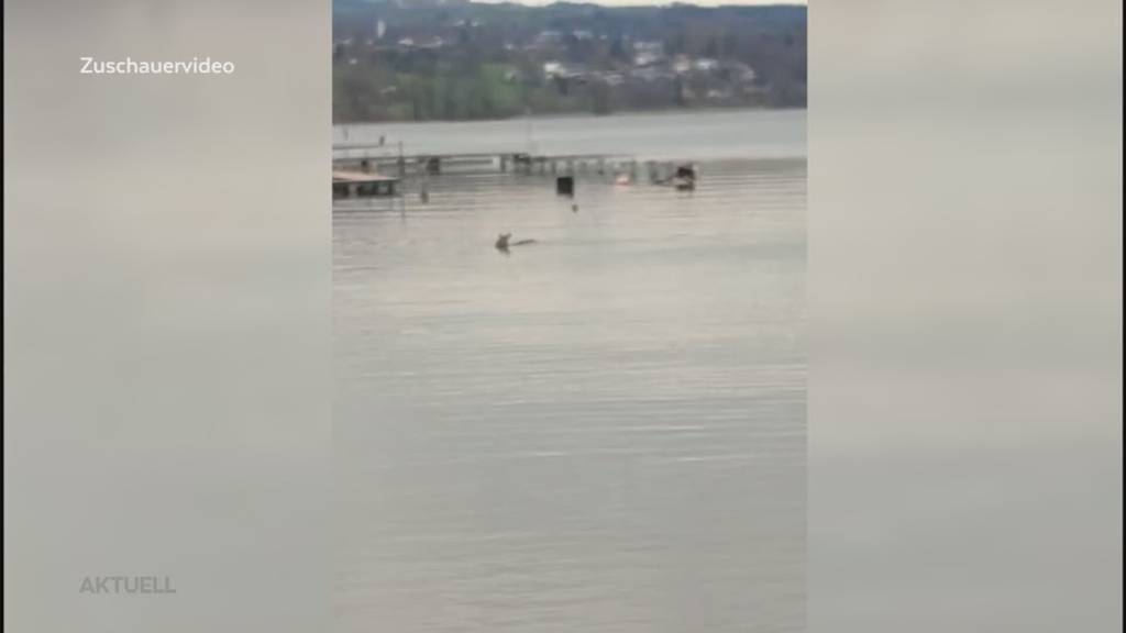 Vergebliche Rettung: Reh stirbt nach Bergung aus Hallwilersee