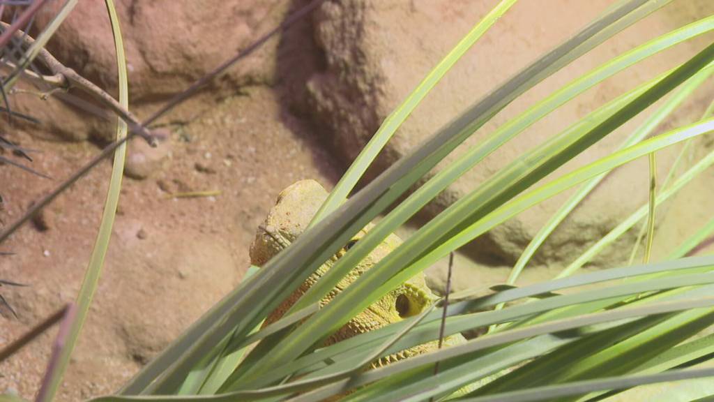 Reptilienausstellung in Freiburg eröffnet