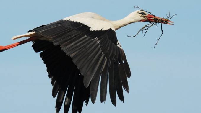 BirdLife ruft zum Beobachten der Zugvögel auf