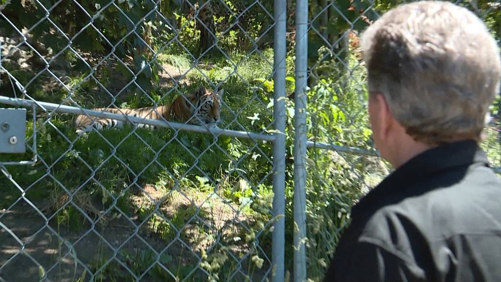 Zoo-Arbeit mit Raubtieren: «Ein Restrisiko bleibt immer»