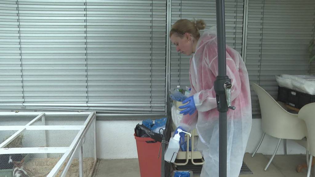 Tödliches Virus: Chinaseuche bricht in Aarauer Kaninachenauffangstation aus