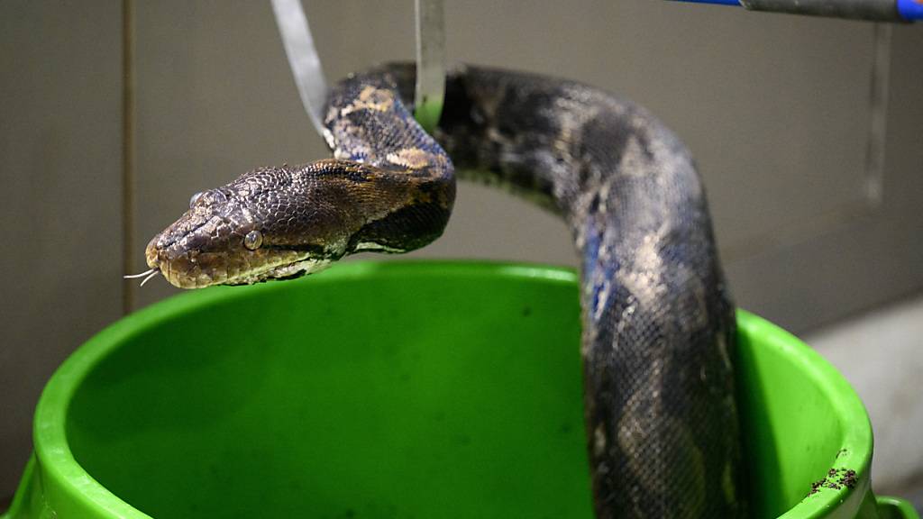 Eine Netzpython hat in Indonesien  eine Frau verschlungen.(Archivbild)