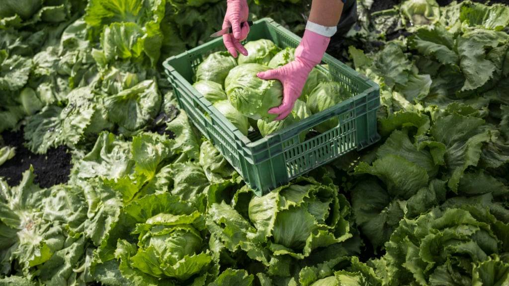 Belastet mit Zusatzstoffen von Pneus: Salat von einem Schweizer Gemüsefeld. (Symbolbild)
