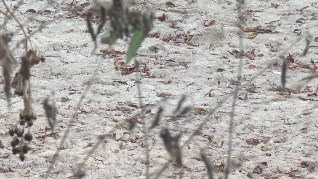 Rekord-Hitze: Die eindrücklichsten Bilder vom Sommer