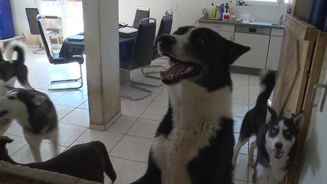 Ungeliebte Husky-Familie
