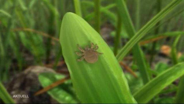 Zeckenalarm: Die Parasiten sind dieses Jahr besonders aggressiv