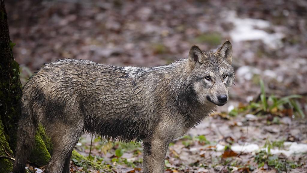 Für die Naturschutzorganisationen ist die Zahl der bewilligten Abschüsse von Wölfen zu hoch. (Symbolbild)