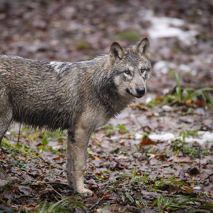 Wolfs-Abschüsse gestoppt: «Geltendes Recht verletzt»