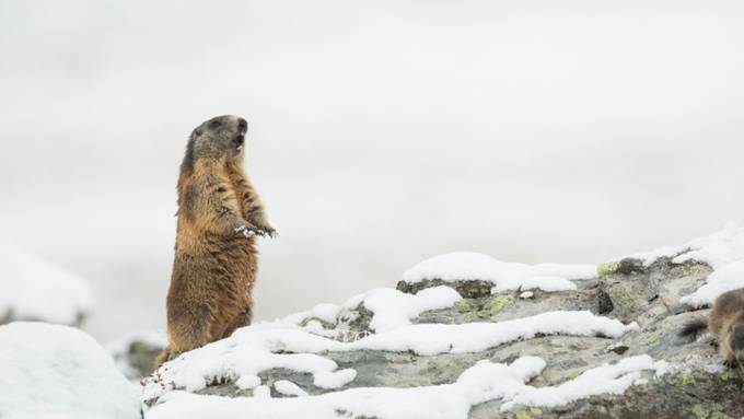 Kälte prägte besonders die Evolution von Warmblütern