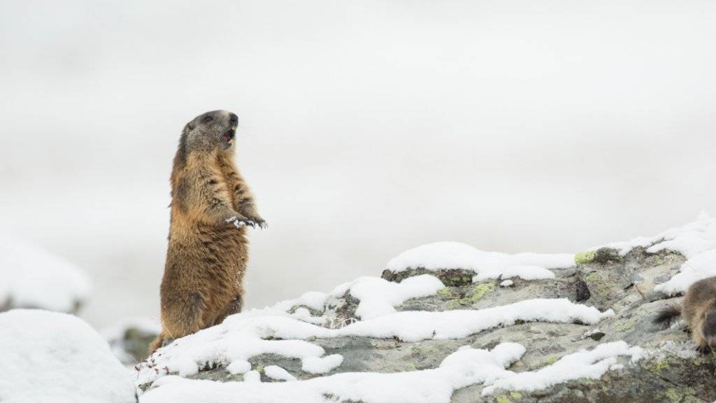Das Alpenmurmeltier (Marmota marmota) kommt gut mit Kälte zurecht. Säugetiere haben sich einer neuen Studie zufolge deutlich früher in ihrer Evolution an Kälte angepasst als wechselwarme Wirbeltiere.