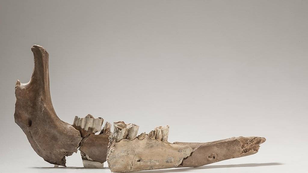 Die Teile des Kamelunterkiefers - gefunden mit rund 80 Jahren Abstand - passen aneinander. Das hellere Stück in der Mitte stammt aus der Altgrabung.