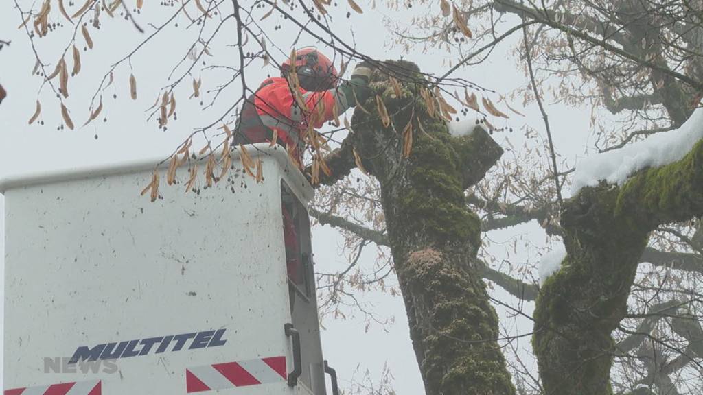 Stadtbäume werden unter die Lupe genommen