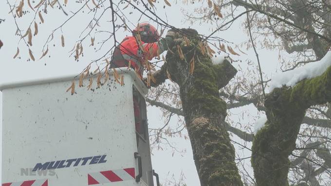 Die Stadt Bern fällt 167 kranke Bäume