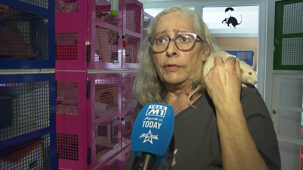 Aussergewöhnliche Haustiere: Die Freiämterin Judith Bernegger lebt mit 25 Ratten