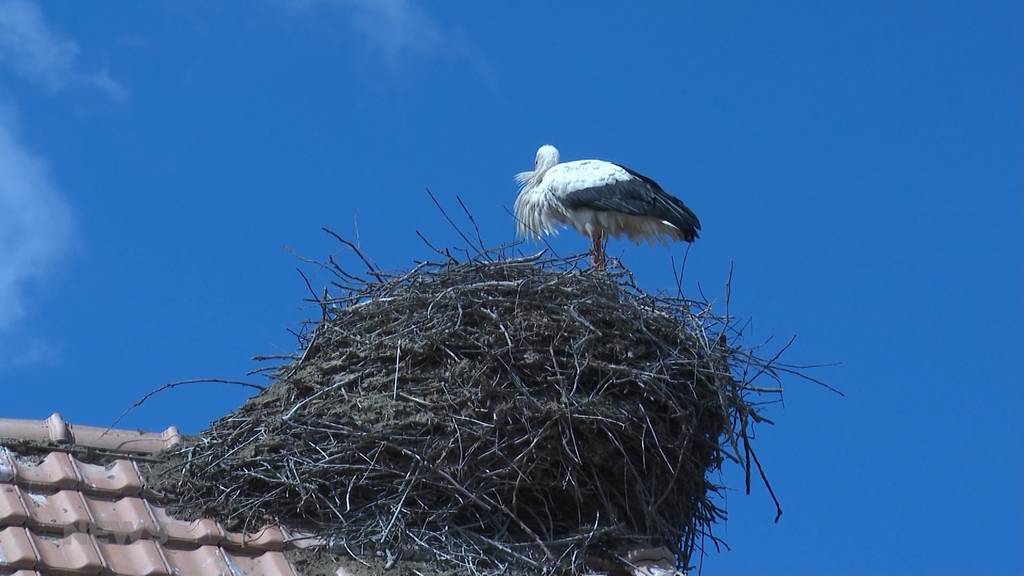 Storchennachwuchs kämpft ums Überleben