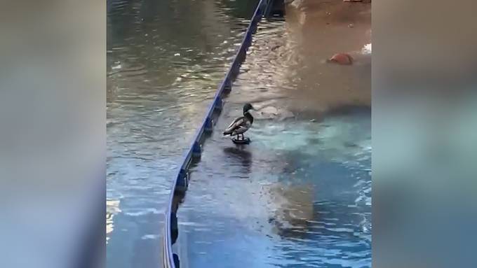 Ente wird von Wasserfontäne in die Luft katapultiert