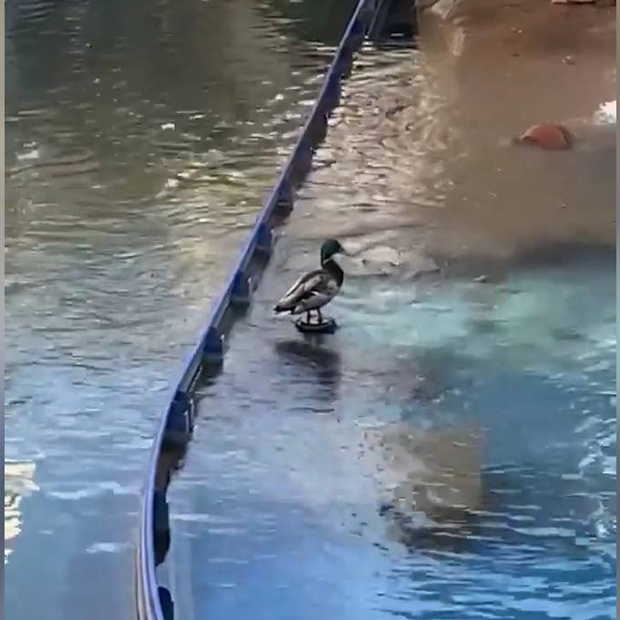 Ente wird von Wasserfontäne in die Luft katapultiert