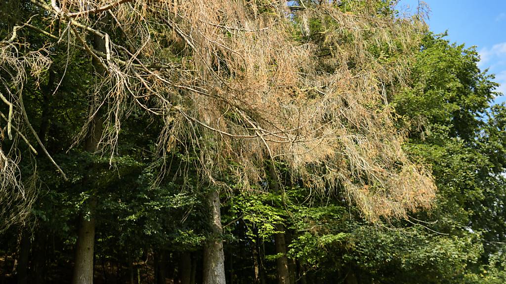 Mindestens ein Drittel der Baumarten in Europa könnte laut einer Studie dem zukünftigen Klima zum Opfer fallen. (Archivbild)